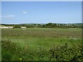 Marshland in the Gaia Trust nature reserve in EX31 3FF