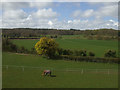 Grazing near Manor Farm in NR27 9RN