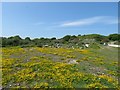 Carpet of Horseshoe Vetch in Silklake Quarries, Portland in DT5 1HJ