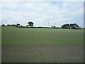 Young crop field, Knockupworth in CA2 7RD