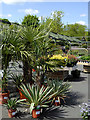 Garden centre shrub area near Codsall, Staffordshire in WV8 2HN