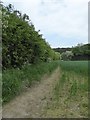 Path along edge of barley field in ST7 1TZ