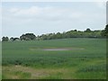 Dried-out pond in barley field in ST7 1TZ