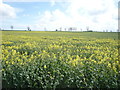 Oilseed rape crop south of Winterton Road in NR29 4DY