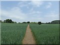 Footpath across barley field in ST7 1TZ