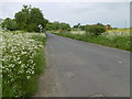 Cow parsley alongside Highsted Road in ME10 4BZ