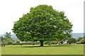 Tree on the green, Woodgreen in SP6 2BE