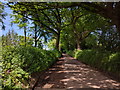 Tombstone Lane, passing Ducksmoor plantation, heading west in EX16 8JN