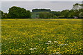 View across field towards Kingstown Copse in SP6 3LQ