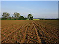 Footpath through a field of newly sown maize in Bingham South Ward