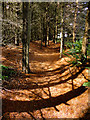 Pine Needle Path in YO22 5JE