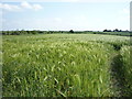 Crop field near Haverlands House Farm in CA5 6JF