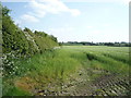 Crop field and hedgerow in CA5 6JQ