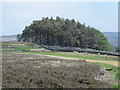 Moorland and small plantation above Riddlehamhope in NE47 0JH