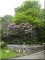 Rhododendron and stone trough, Goodamoor in PL7 5DN