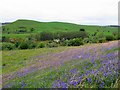 Bluebells below East Hill in NE66 4LW
