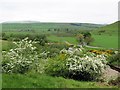 Hawthorn blossom above River Breamish in NE66 4LW