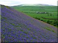 Bluebells turn East Hill blue in NE66 4LW