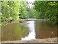Pond, Swinley Forest in SL5 9HN