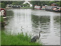Heron by the canal at Cow Roast in HP23 5RD