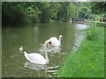 Swans on the Grand Union Canal in HP4 3RJ