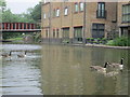 Canada geese on the Grand Union Canal in HP4 2AH