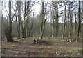 Footpath through Wych Hazel Copse in RG23 7EY