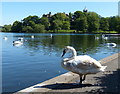 Swans at Linlithgow Loch in EH49 7BN