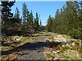 New path through the woods in G83 9LX