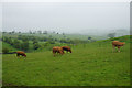 Cattle above Fern Dale in Monyash