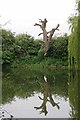 Dead Tree & Pond in Paglesham in SS4 2DN