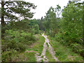 Path on Brentmoor Heath in GU24 9NT