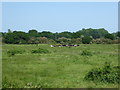 Cattle in water meadows near the River Colne in CO7 9JS