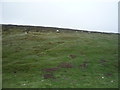 Hillside grazing near Harehope Hall in DH8 9NQ
