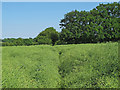 Footpath through oilseed rape field, Great Maplestead  in CO9 2RN