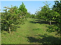 Permissive path through young tree plantation, Great Henny in CO10 7NJ