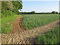 Footpaths converge on arable land, Twinstead in Stour Valley South Ward