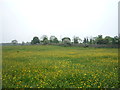Buttercup meadow near Lauder Grange in NE45 5RU
