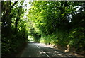 B3163 Whitcombe Road towards Beaminster in DT8 3NE