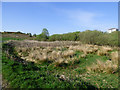 Small marsh near Port Glasgow in PA14 6LD
