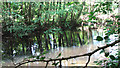 Pond south of Catbridge Lane in NR14 8JX