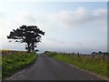 Roadside pines near Shandwick in IV20 1XQ