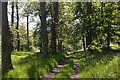 Woodland Track on Ben Bhraggie, Sutherland in KW10 6SD