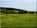 Buttercup meadow at Top of Turton in BL7 9PH