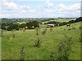 Heifers on Y Figyn in SY21 9ES