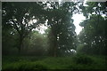 View of the mist playing on the trees in Hainault Forest in IG7 6ES