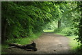 View along the path in Hainault Forest in IG7 6ES
