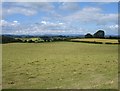 Hay meadow in SY21 9BG