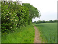 Footpath to Little Dunmow in CM6 3FF