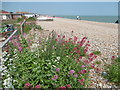 Red valerian on the shingle at Pevensey Bay in BN24 6JP